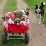 Set od 2 gume za ručna kolica 3.00-4 - Image 2