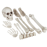 Dekoracija kostura za Noć vještica